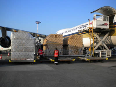 Image of Alpaca Export: Shipment to Brussels (Europe) on the 29th of January 2011 Alpaca Export Image: Shipment to Brussels 29th of January 2011