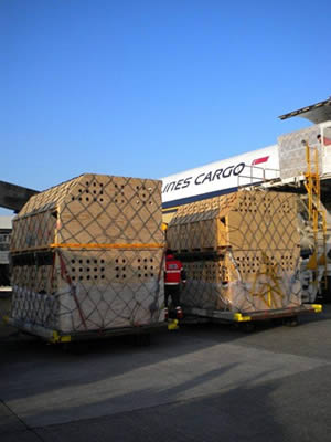 Image of Alpaca Export: Shipment to Brussels (Europe) on the 29th of January 2011 Alpaca Export Image: Shipment to Brussels 29th of January 2011