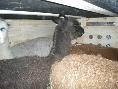 Image of Alpaca Export: Shipment from Auckland to London (UK) in July 2012 Alpaca Export Image