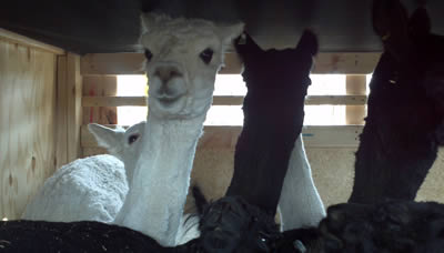 Image of Alpaca Export: Shipment from Melbourne to Auckland (NZ) in September 2012 Alpaca Export Image