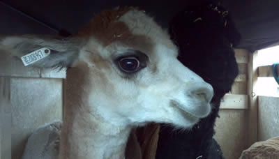 Image of Alpaca Export: Shipment from Melbourne to Auckland (NZ) in September 2012 Alpaca Export Image