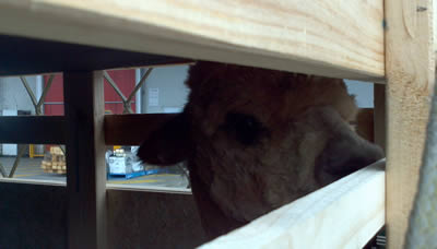 Image of Alpaca Export: Shipment from Melbourne to Auckland (NZ) in September 2012 Alpaca Export Image