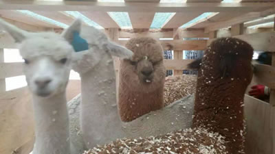 Image of Alpaca Export: April 2016 - Alpacas recently exported to South Korea arriving at the South Korean Zoo Alpaca Export Image