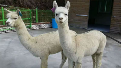 Image of Alpaca Export: April 2016 - Alpacas recently exported to South Korea arriving at the South Korean Zoo Alpaca Export Image