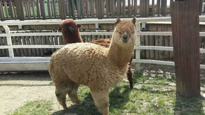 Image of Alpaca Export: April 2016 - Alpacas recently exported to South Korea arriving at the South Korean Zoo Alpaca Export Image