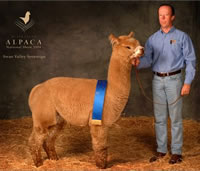 Swanvalley Sovereign standing at stud for Wildflower Alpacas Swanvalley Sovereign