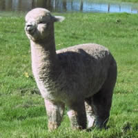 Wildflower Kakoda standing at stud for Wildflower Alpacas Wildflower Kakoda